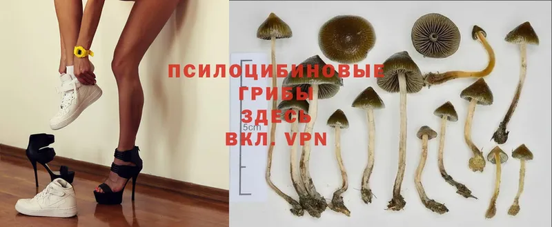 купить наркоту  Губкин  omg ССЫЛКА  Галлюциногенные грибы Cubensis 